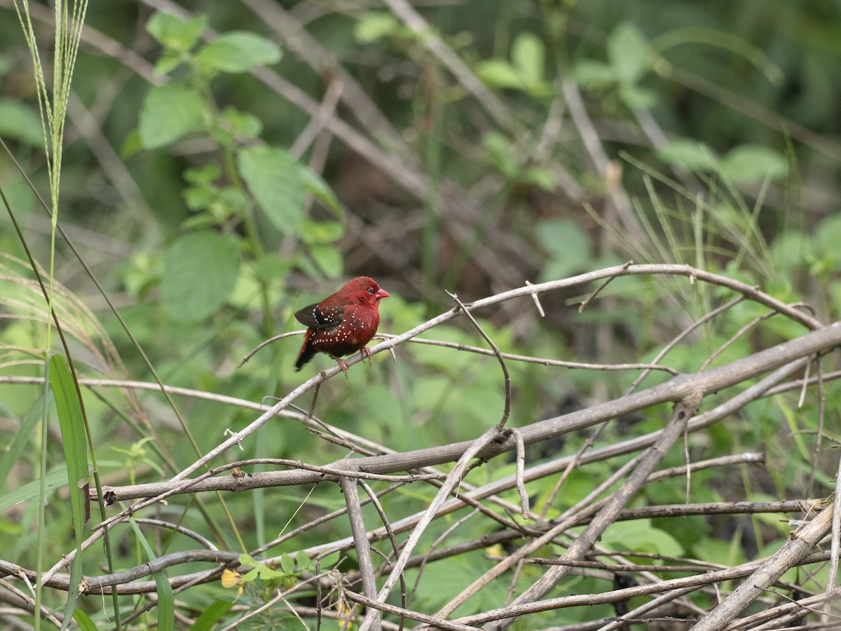 Red Avadavat - ML641528055