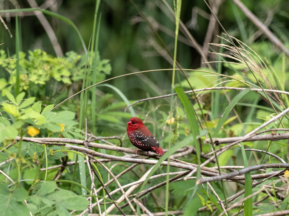 Red Avadavat - ML641528056