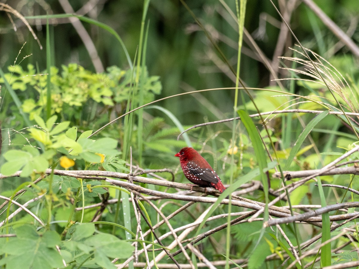 Red Avadavat - ML641528057