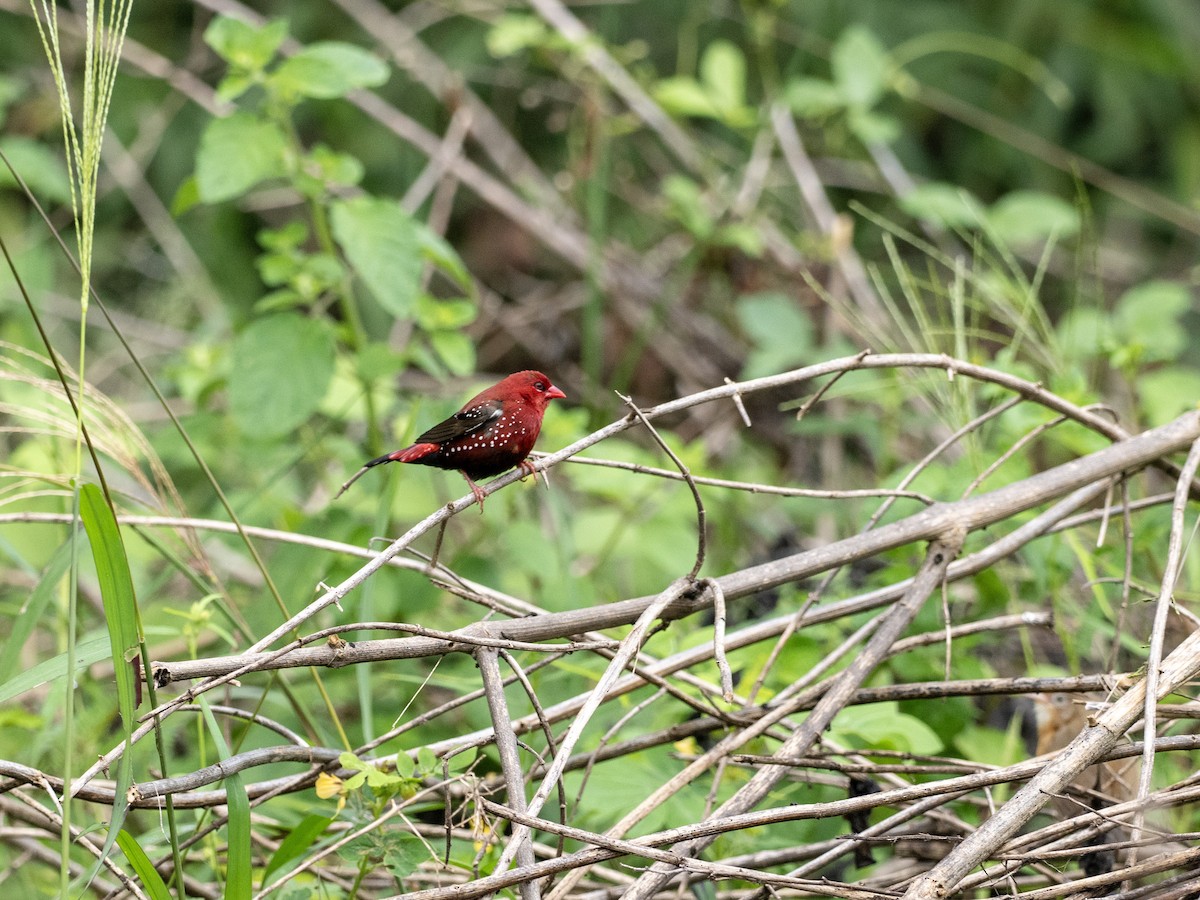 Red Avadavat - ML641528059