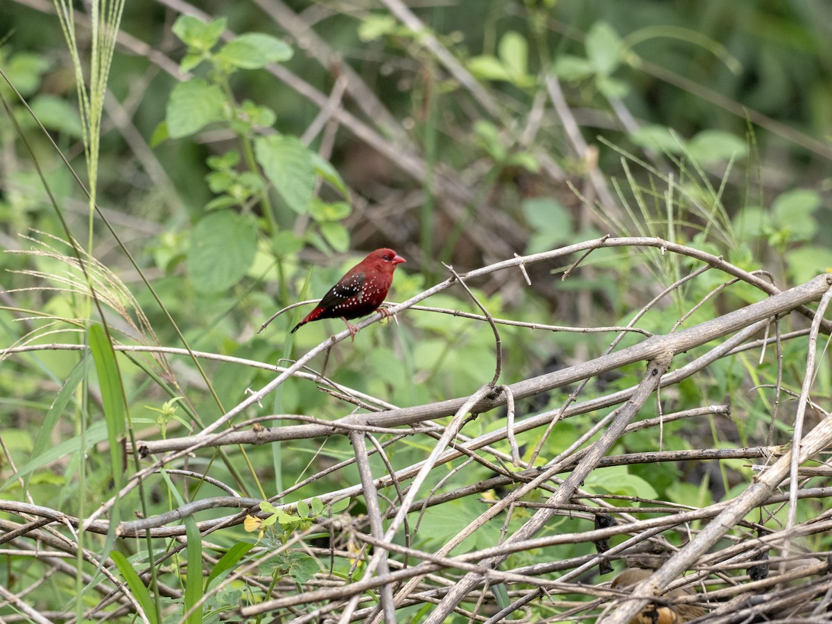 Red Avadavat - ML641528060