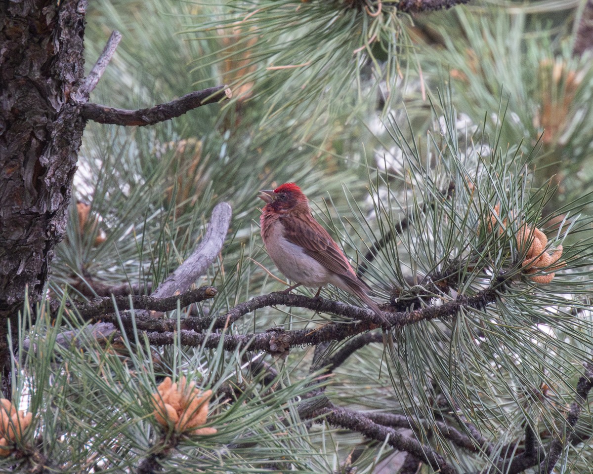 Cassin's Finch - ML641528065