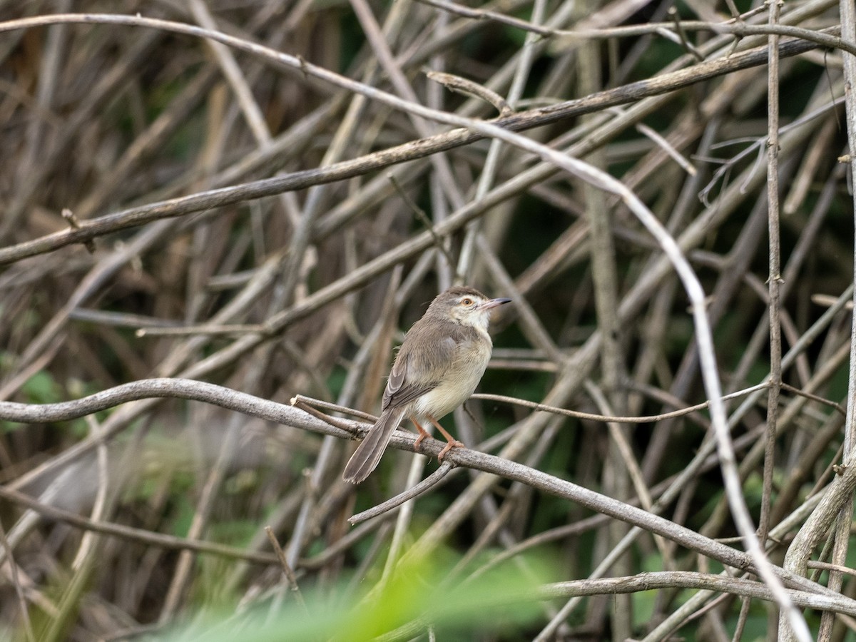 Plain Prinia - ML641528068