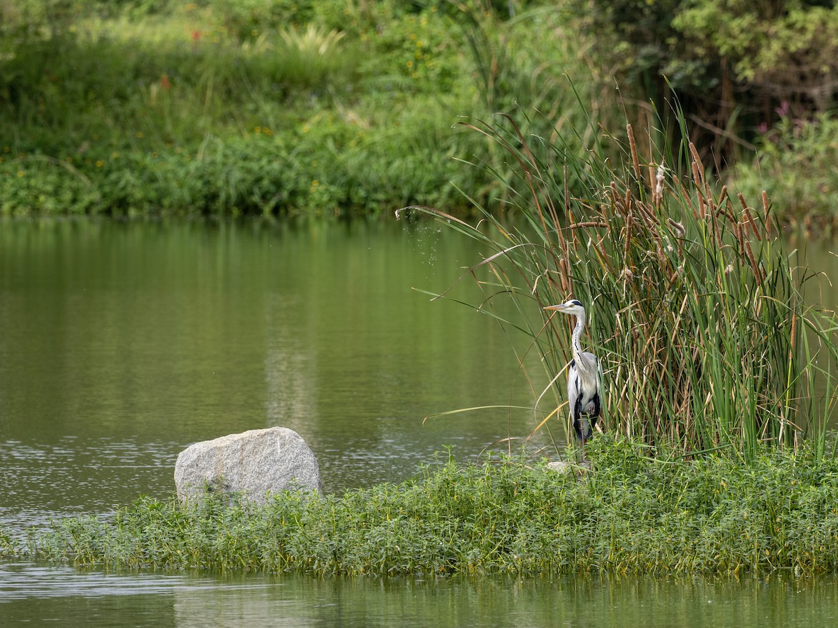 Gray Heron - ML641528075