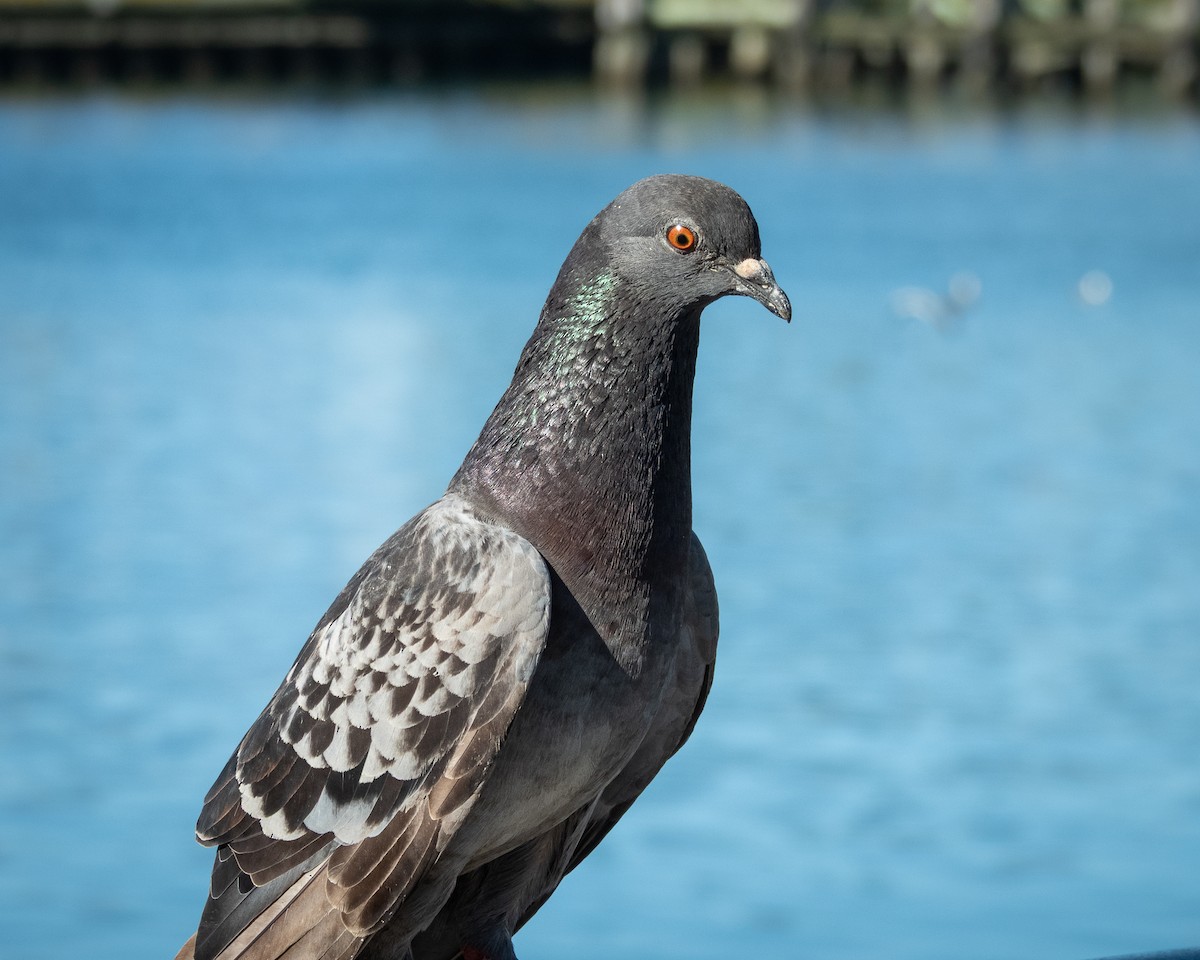 Pigeon biset (forme domestique) - ML641528080