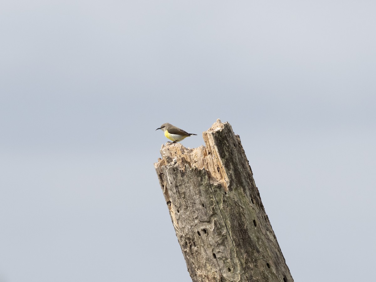 Purple-rumped Sunbird - ML641528082