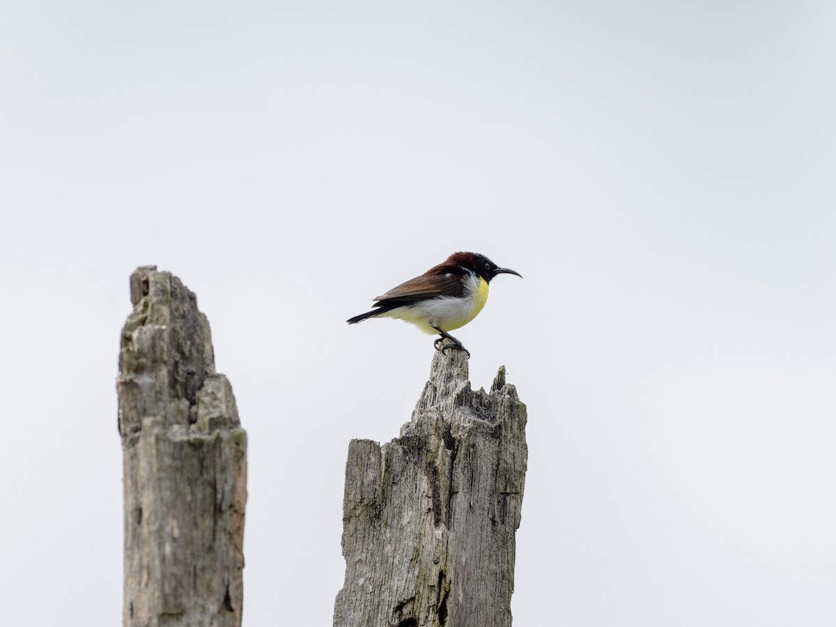 Purple-rumped Sunbird - ML641528083
