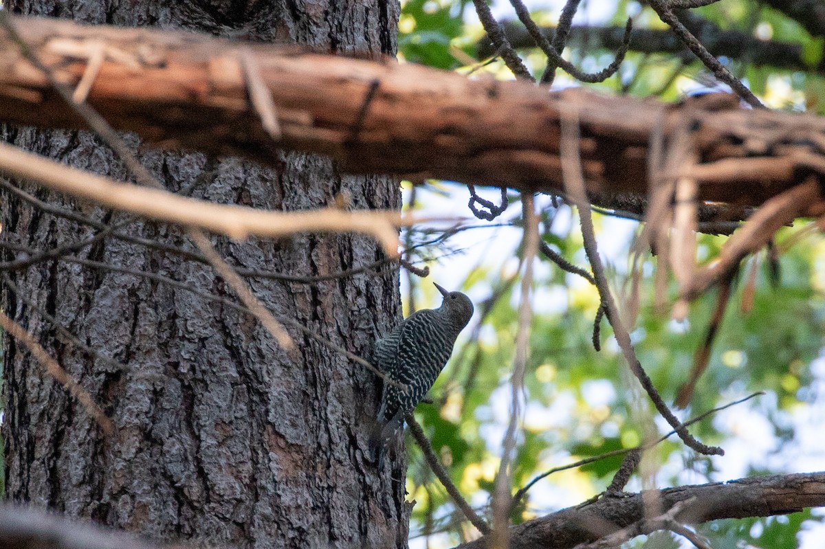 Williamson's Sapsucker - ML641528087