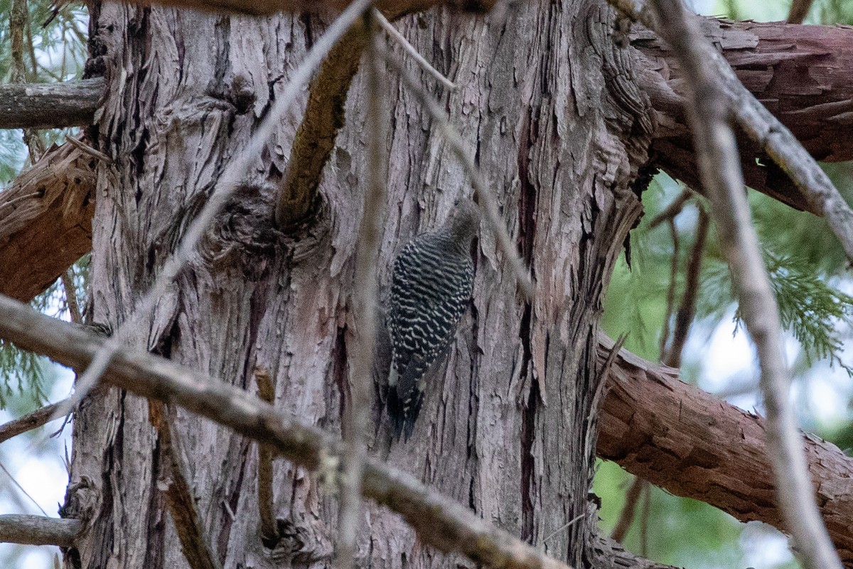 Williamson's Sapsucker - ML641528088