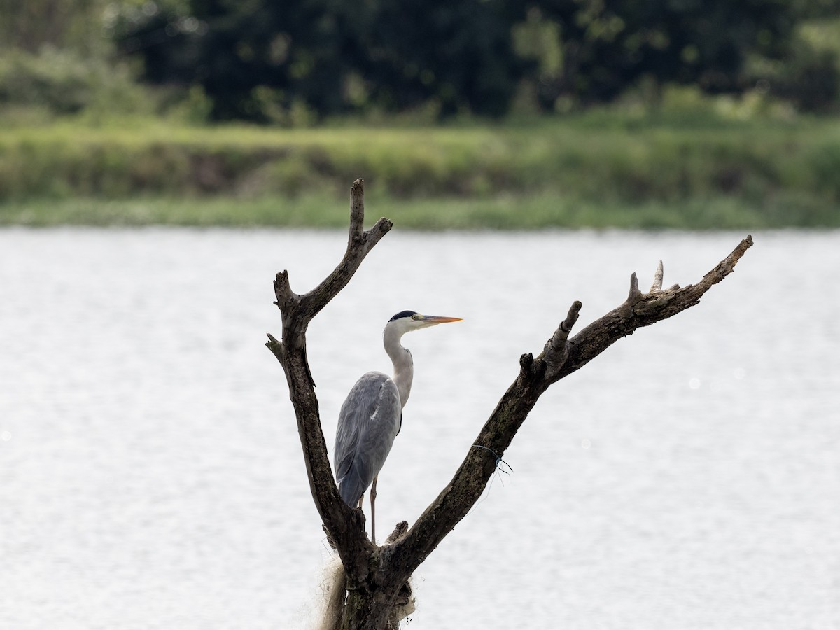 Gray Heron - ML641528110