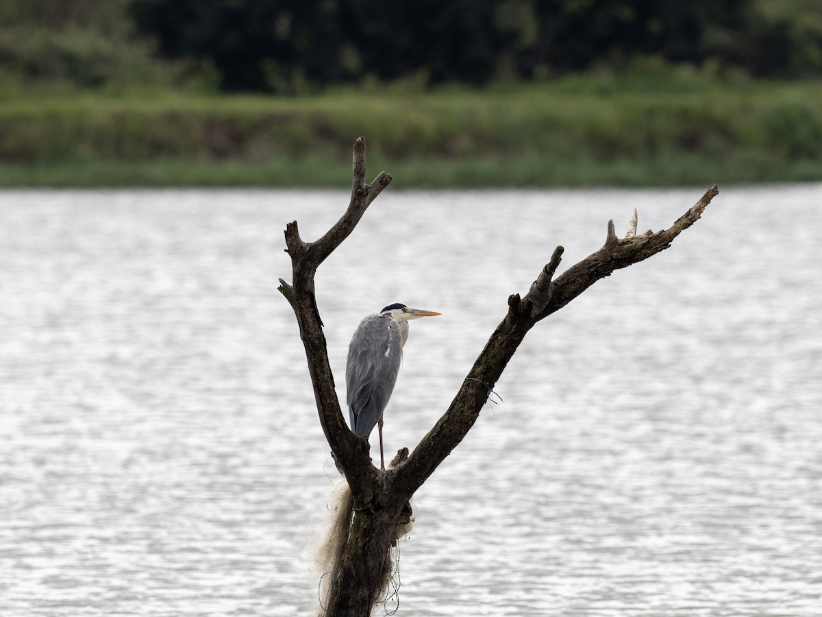 Gray Heron - ML641528113