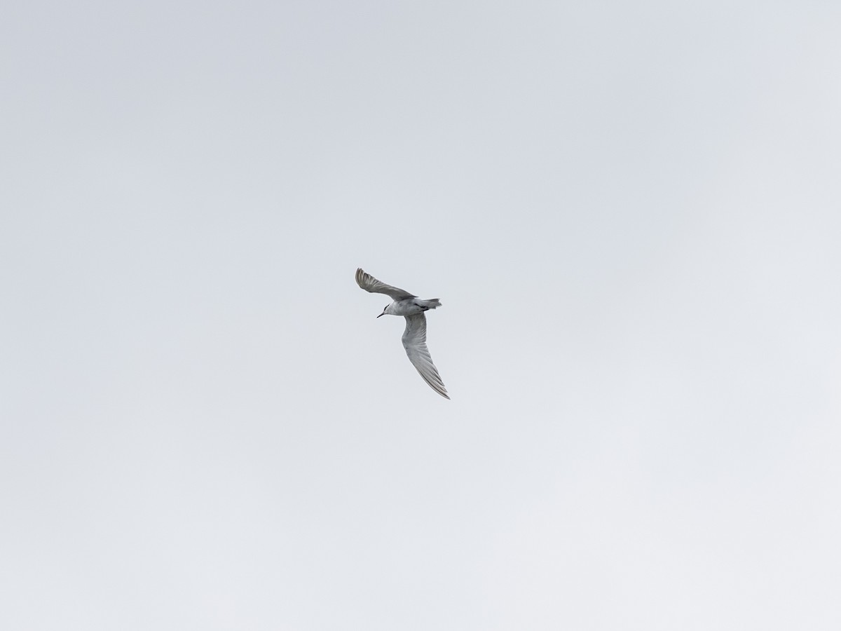 Whiskered Tern - ML641528121