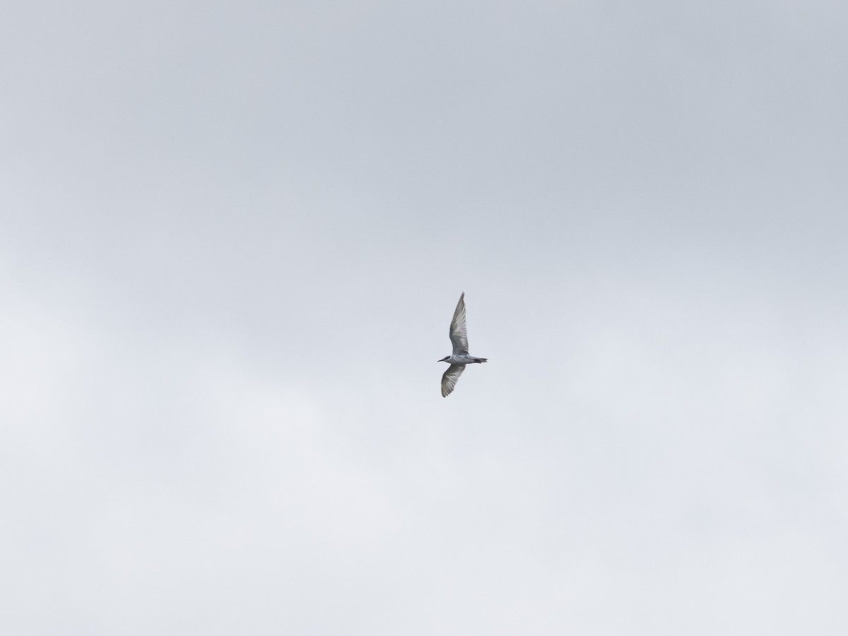 Whiskered Tern - ML641528122