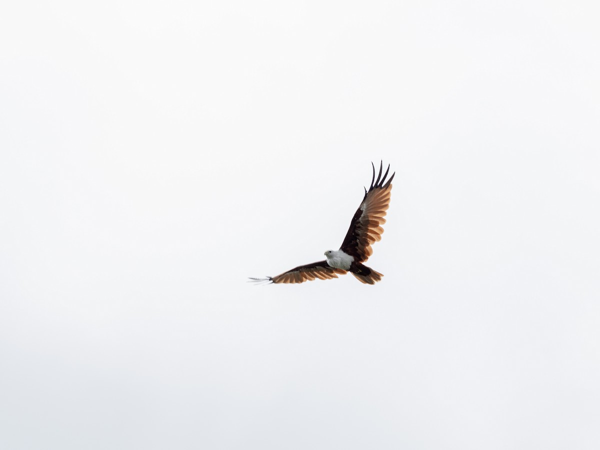 Brahminy Kite - ML641528139