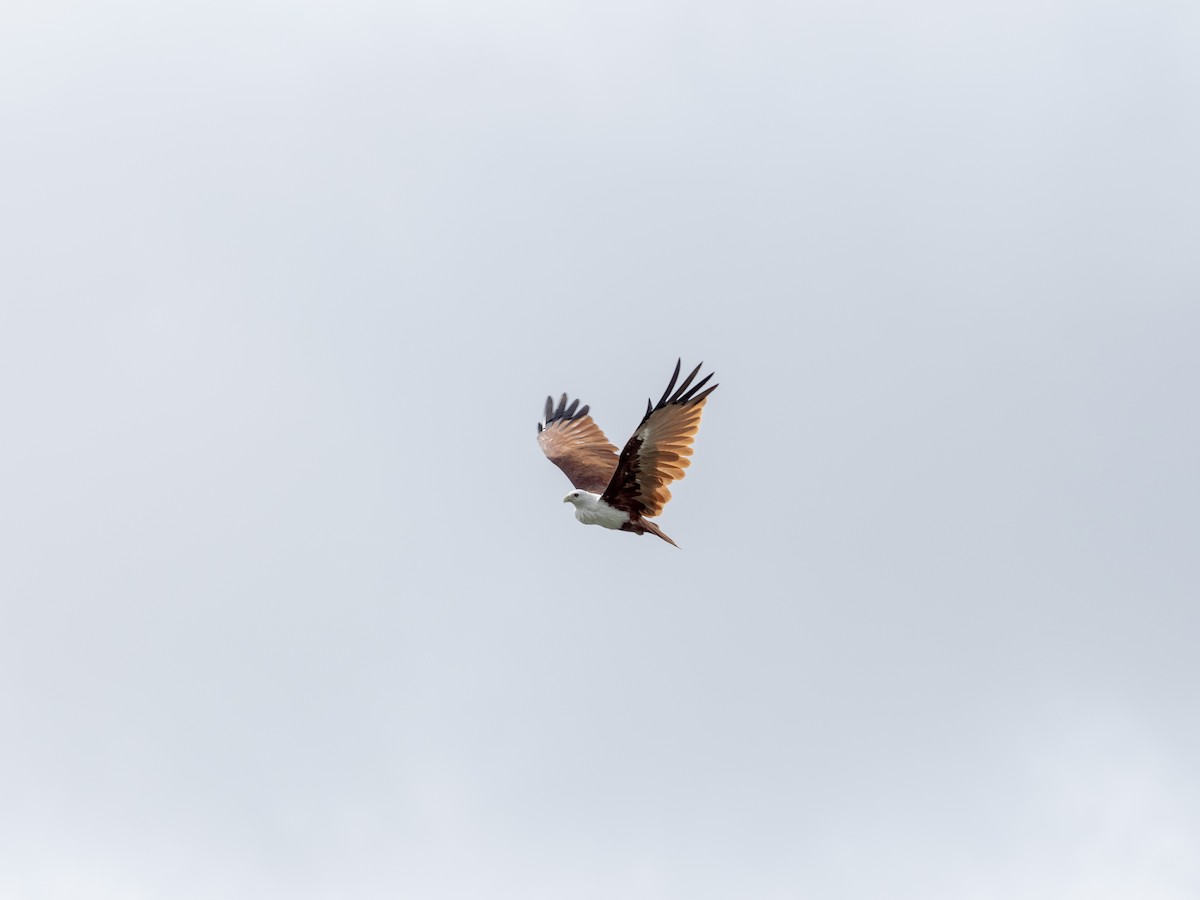 Brahminy Kite - ML641528140