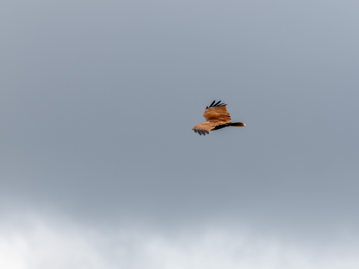 Brahminy Kite - ML641528141