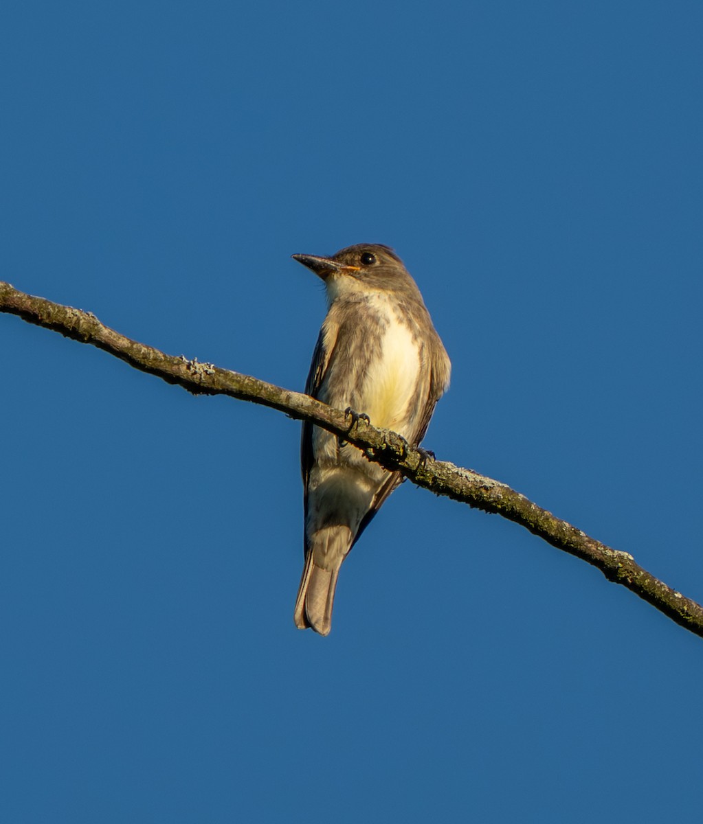 Olive-sided Flycatcher - ML641528153