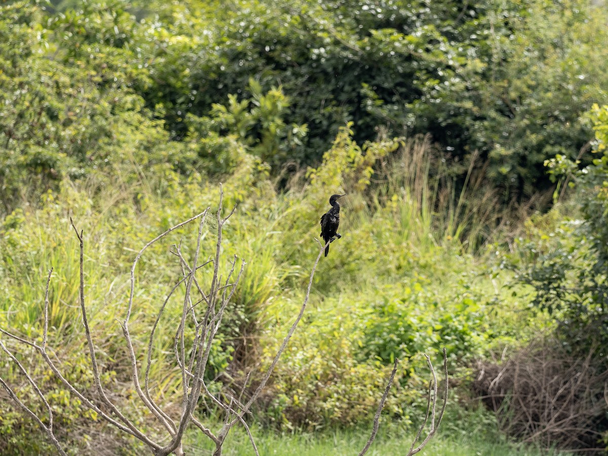 Indian Cormorant - ML641528157
