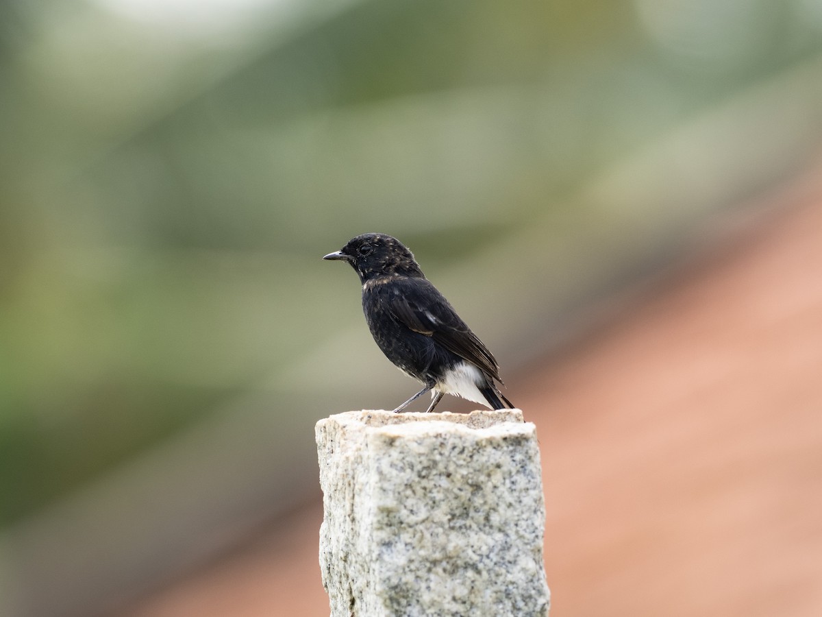 Pied Bushchat - ML641528183