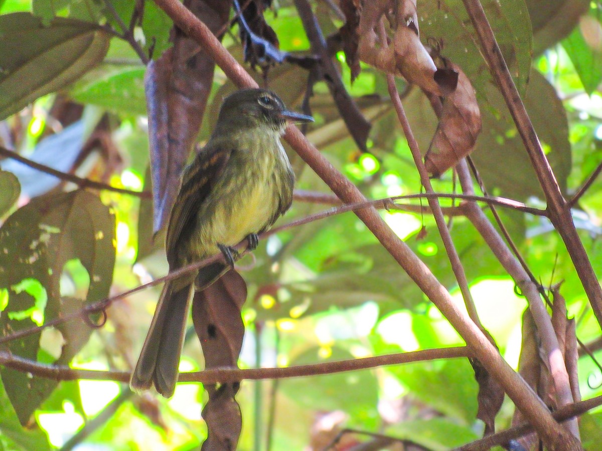 Dusky-tailed Flatbill - ML641528223