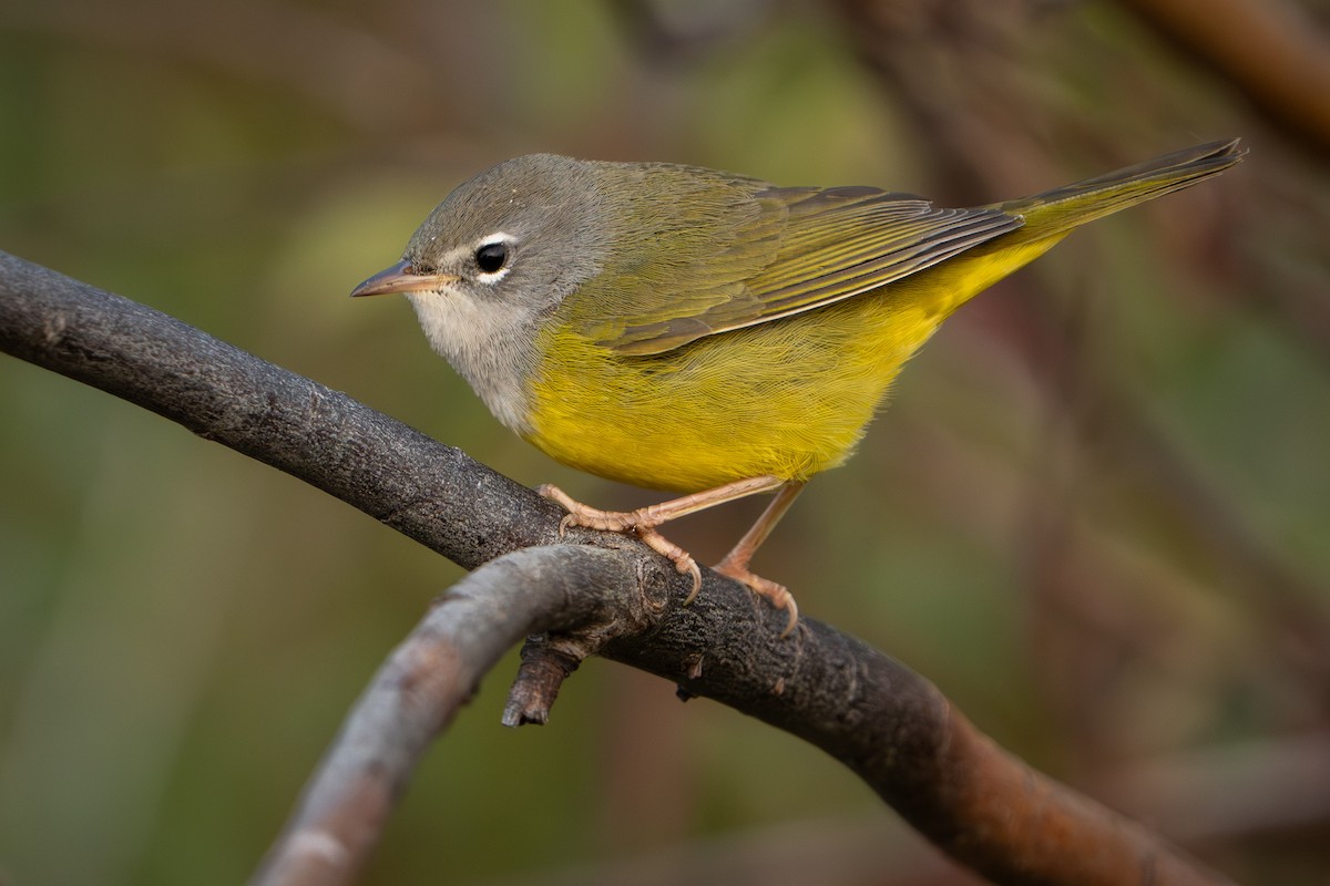 MacGillivray's Warbler - ML641528231