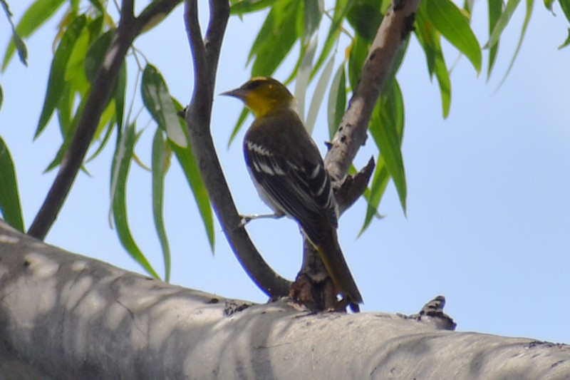 new world oriole sp. - ML641528234