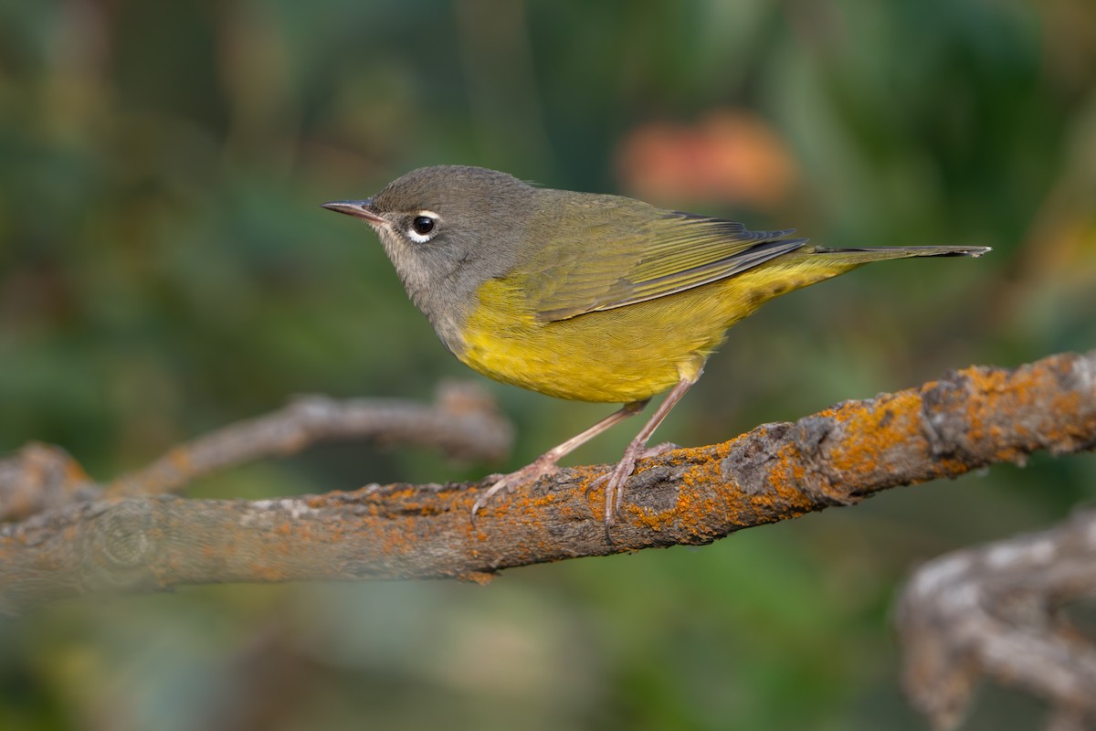 MacGillivray's Warbler - ML641528237