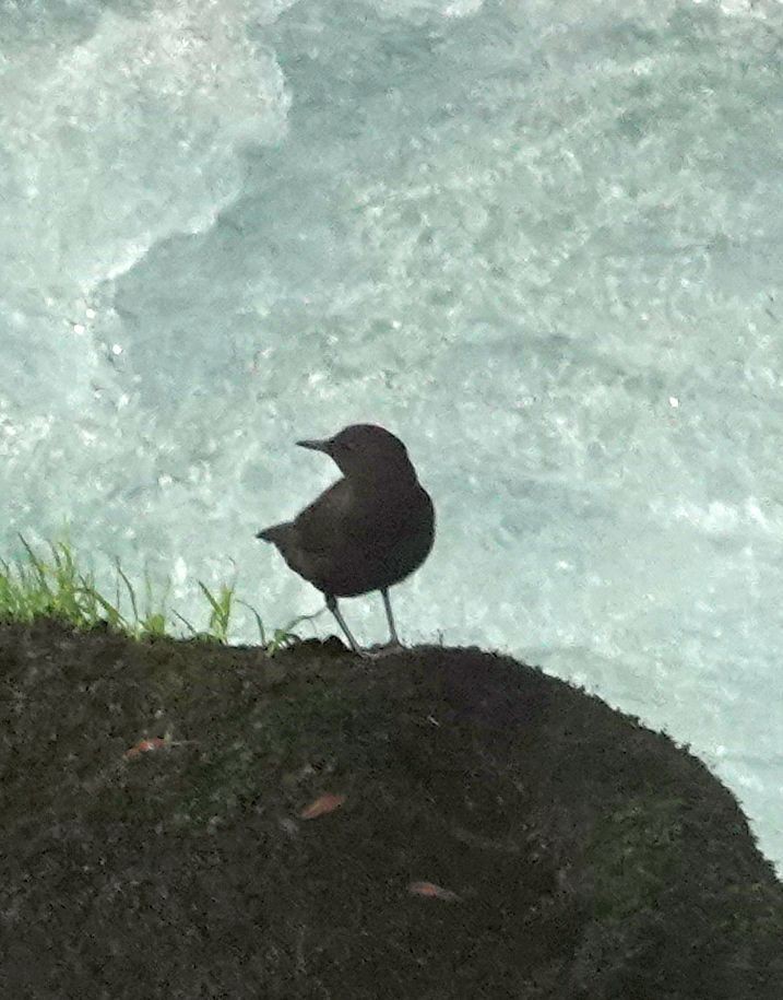 Brown Dipper - ML641528240