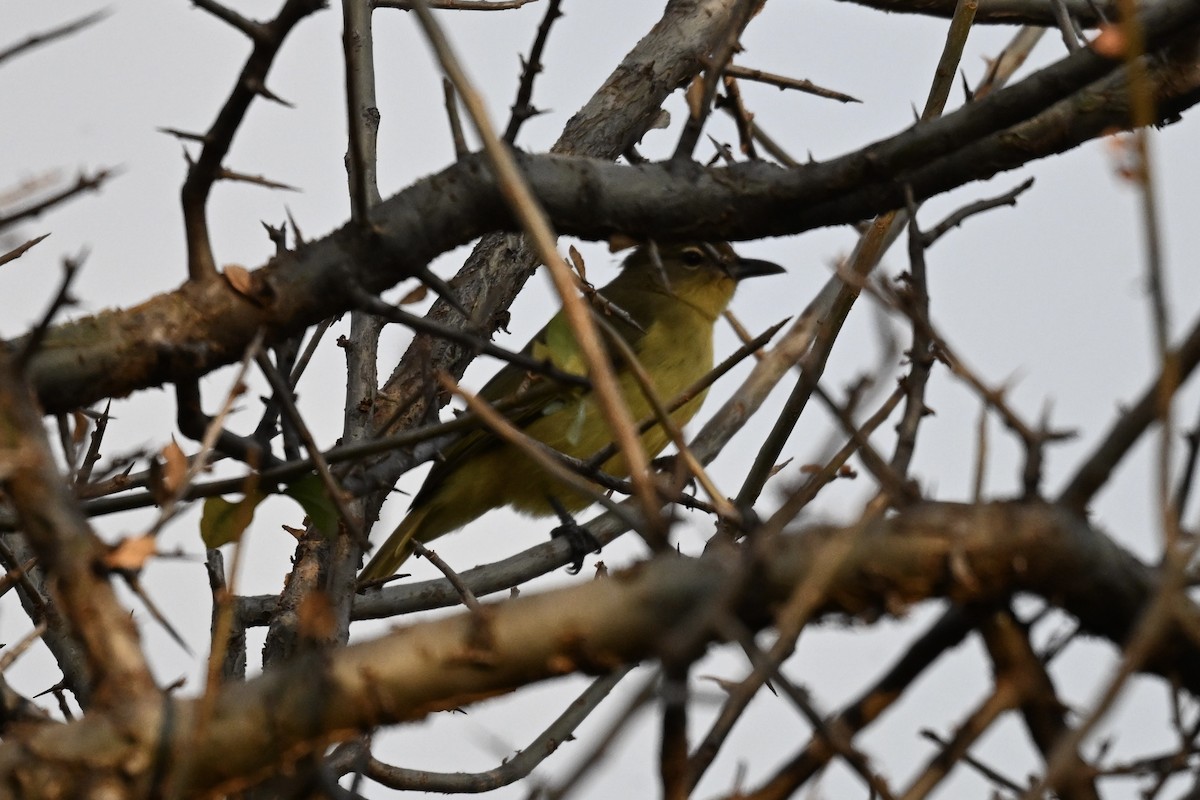 Yellow-bellied Greenbul - ML641528242