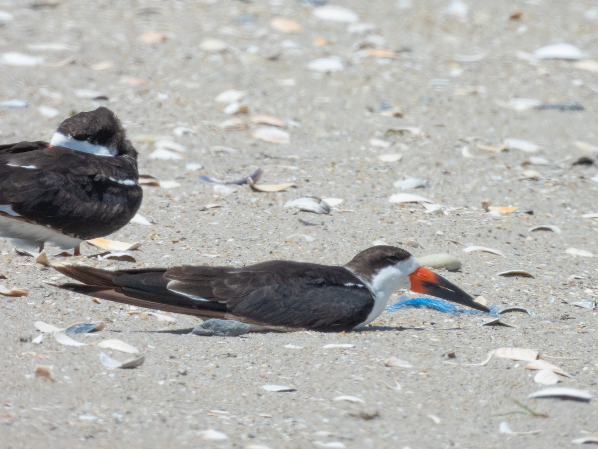 Black Skimmer - ML641528244