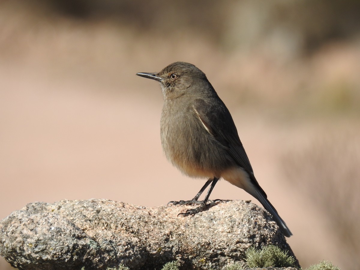 Black-billed Shrike-Tyrant - ML641528256