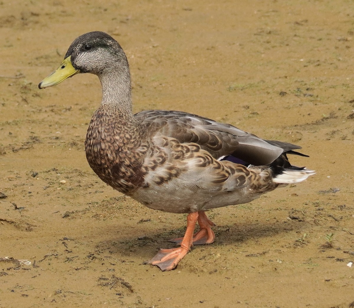 Mallard x American Black Duck (hybrid) - ML641528258