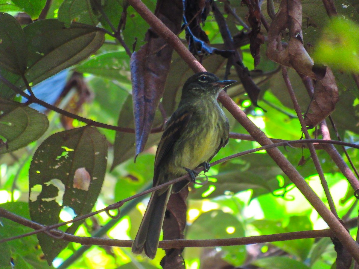 Dusky-tailed Flatbill - ML641528297
