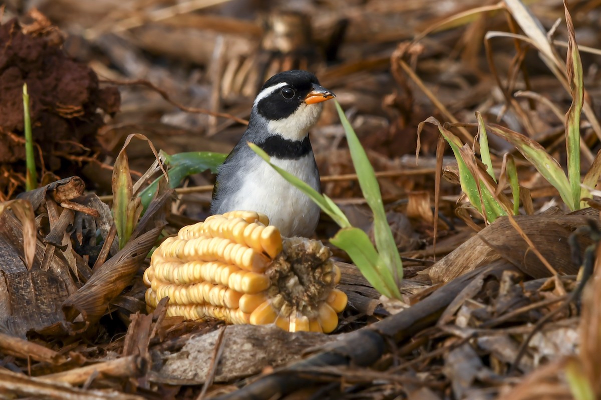 Saffron-billed Sparrow (Gray-backed) - ML641528333