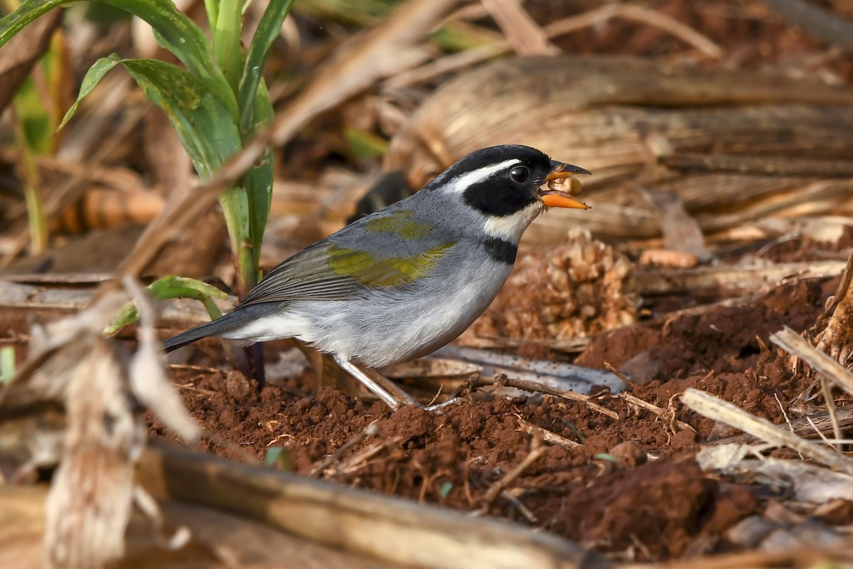 Saffron-billed Sparrow (Gray-backed) - ML641528334