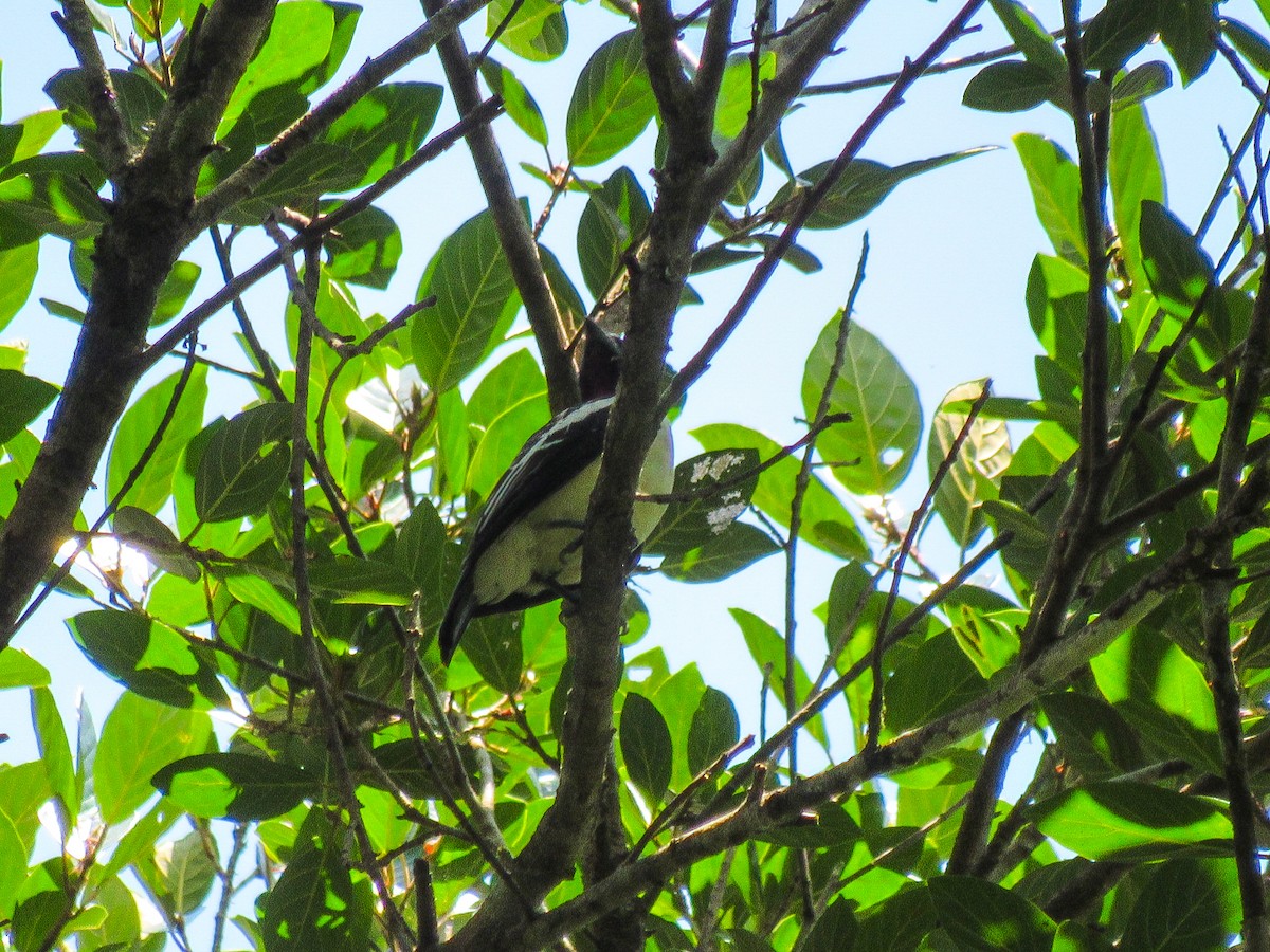 Purple-throated Cotinga - ML641528431