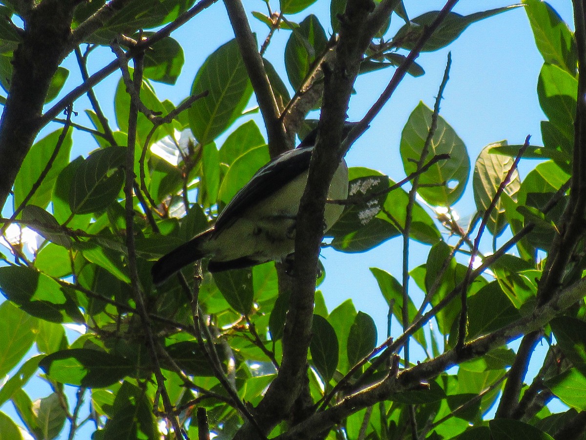 Purple-throated Cotinga - ML641528432