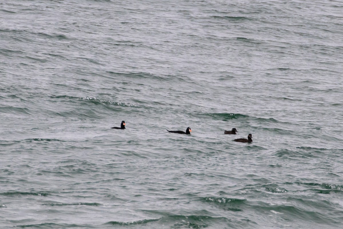 Surf Scoter - ML641528435