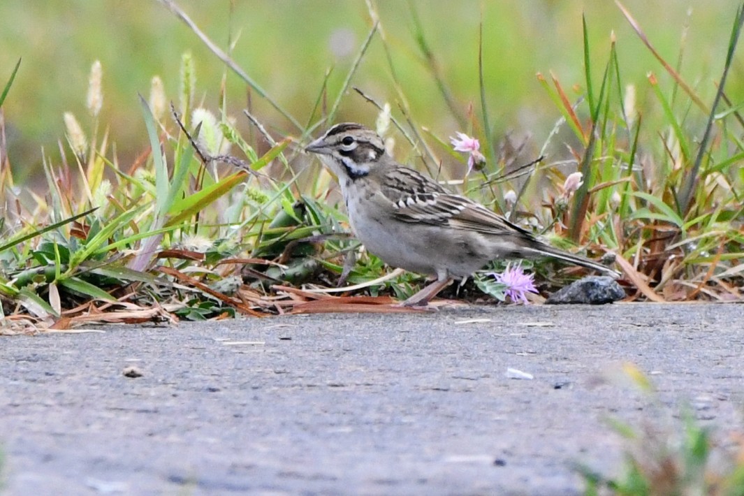 Lark Sparrow - ML641528446