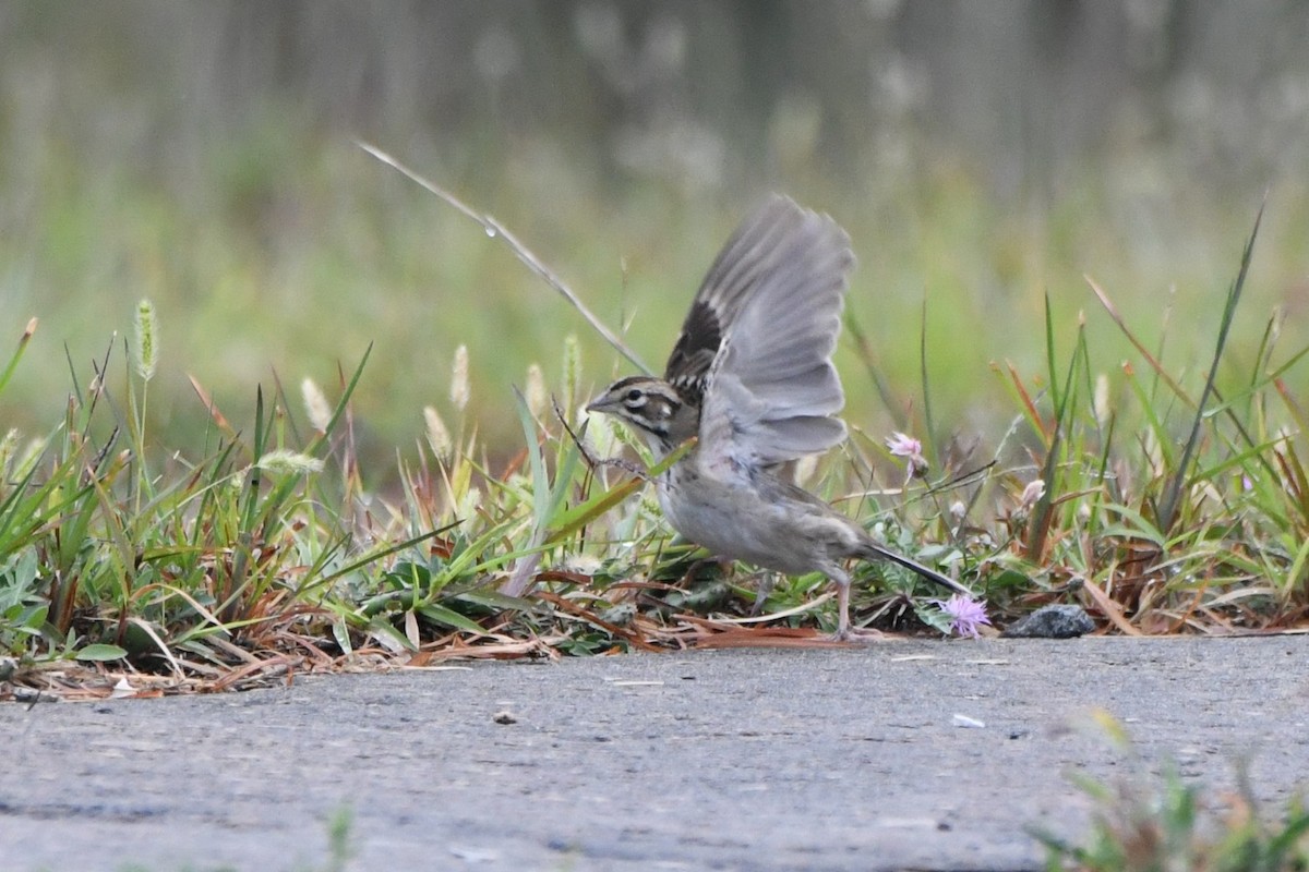 Lark Sparrow - ML641528447