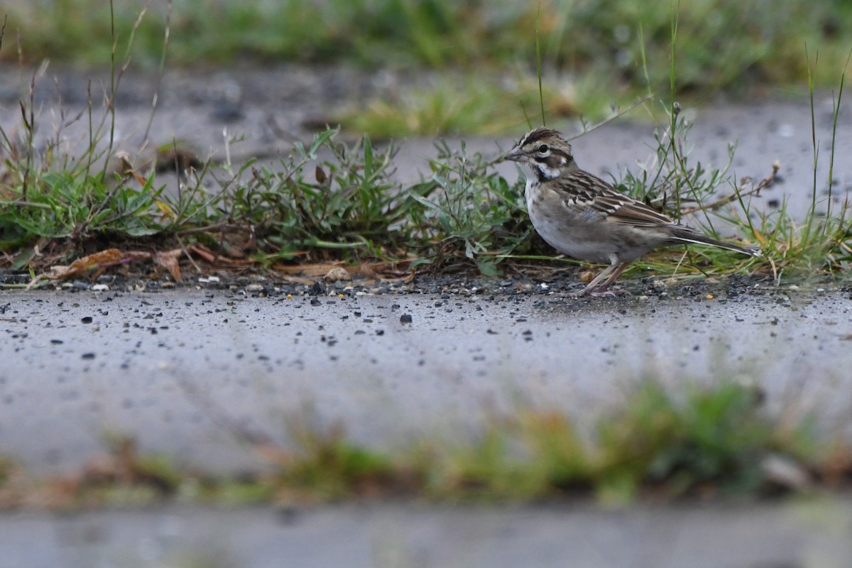 Lark Sparrow - ML641528449