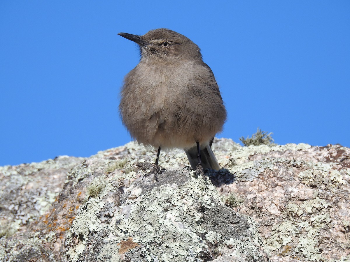 Black-billed Shrike-Tyrant - ML641528473