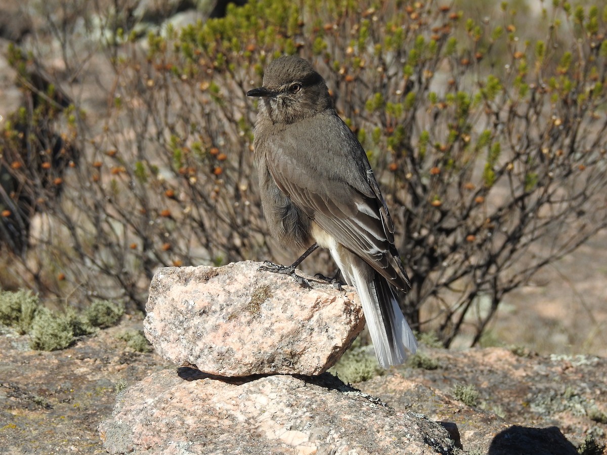 Black-billed Shrike-Tyrant - ML641528514