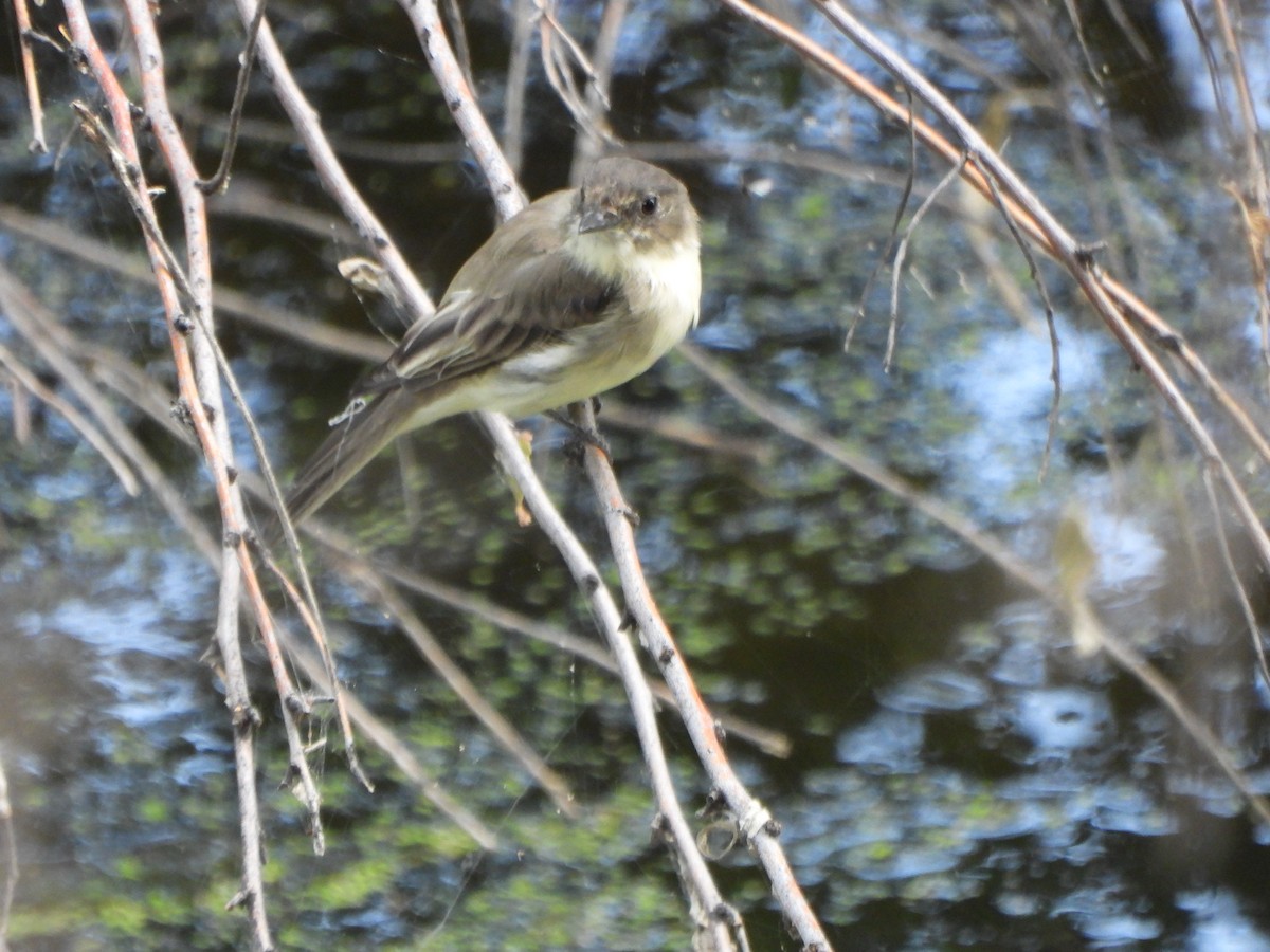 Eastern Phoebe - ML641528544