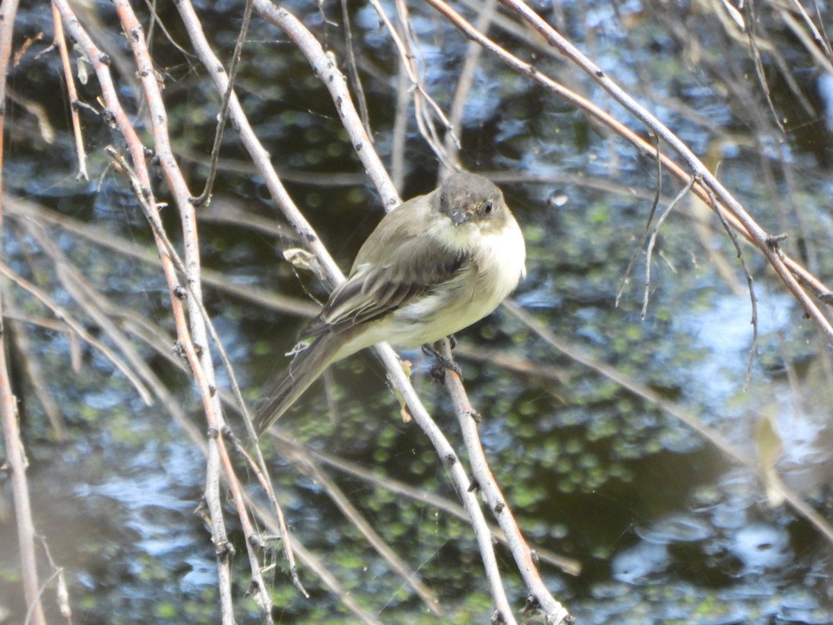 Eastern Phoebe - ML641528545