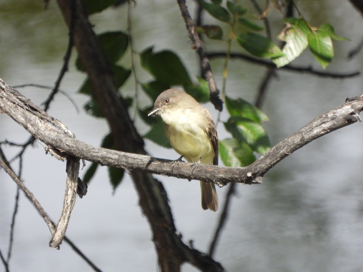 Eastern Phoebe - ML641528546
