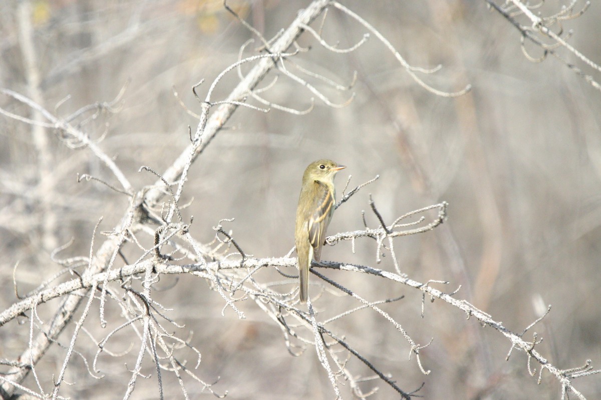 Alder Flycatcher - ML641528566