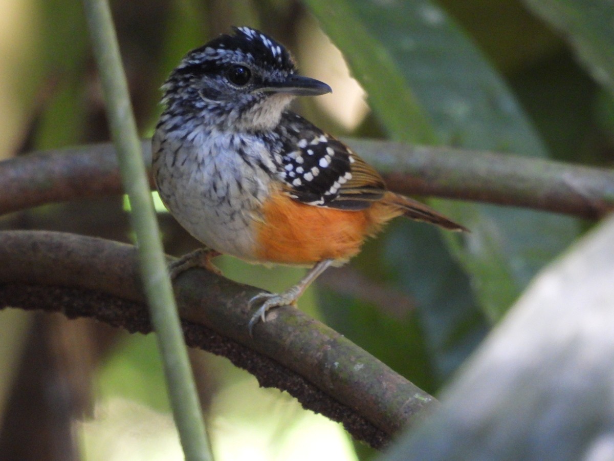 Peruvian Warbling-Antbird - ML641528570