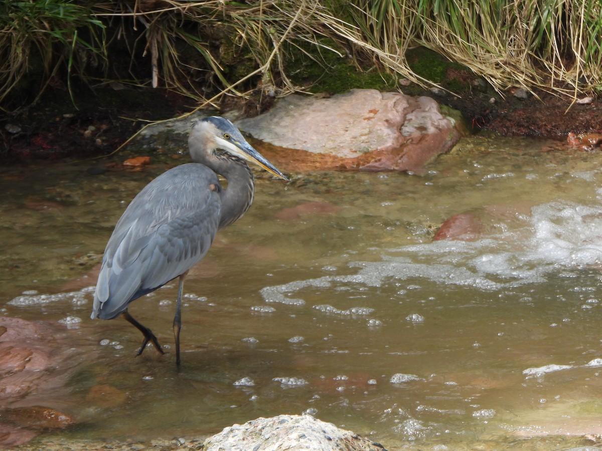 Great Blue Heron - ML641528571