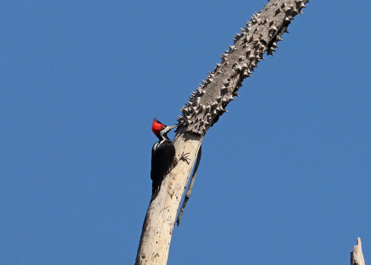 Crimson-crested Woodpecker - ML641528658